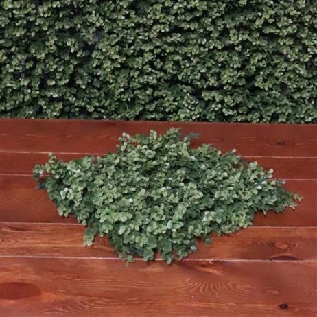 BOXWOODSQUAR