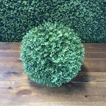 BOXWOOD15BAL